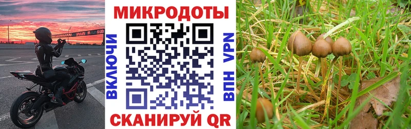 shop какой сайт  Белгород  Галлюциногенные грибы Cubensis  купить  